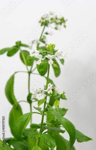 Flowers on a basil plant, grown indoors. Close up macro.