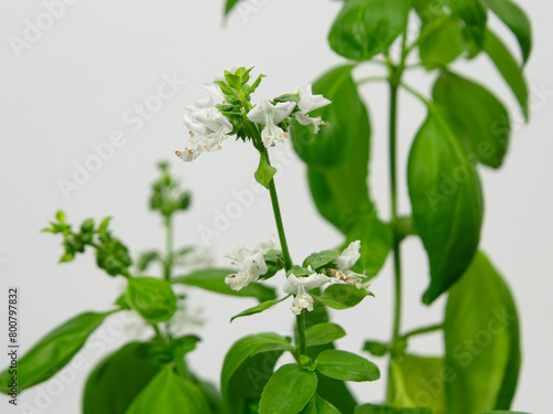 White flowers on basil plant, growing indoors