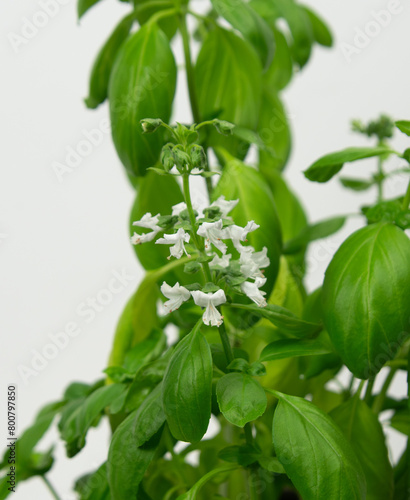 Flowering basil herb plant. Close up with white background.