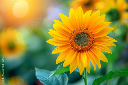 Beautiful sunflower flower with blurred background of green leaves and colorful blooming flowers in garden, summer, sunny day