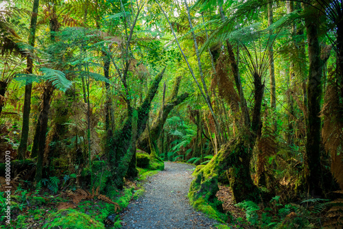 path in the tropical rain forest in Lake Matheson Walk Haast New Zealand