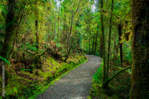 path in the tropical rain forest in Lake Matheson Walk,Haast,New Zealand photo