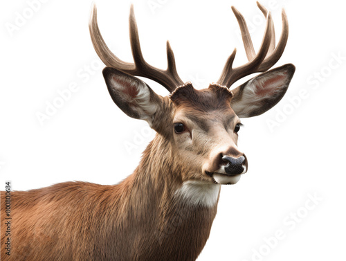 Close up of a deer head with big horns, cut out transparent