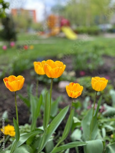 Spring yellow tulips on the flowerbed against the background of the playground in defocus