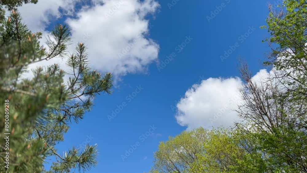 Spring white clouds in the blue sky over tree branches with blooming green leaves in the natural park in spring Spring white clouds in the blue sky over tree branches with blooming green leaves in the natural park in spring