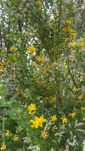 Video of the Retama plant and flower, representative plant of central Peru. photo