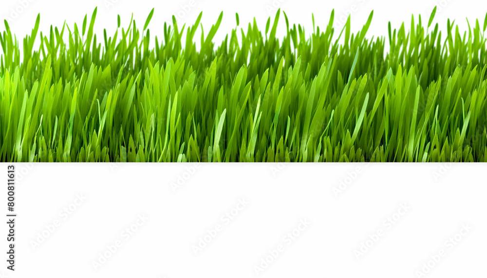 Fresh spring green grass sprouting from a pure white background Fresh spring green grass sprouting from a pure white background