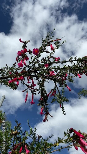 Video of the cantuta plant, national plant representing peru. photo