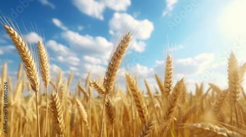 Dry wheat crop at agriculture field on sky background