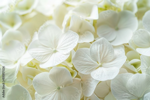beautiful white flowers background