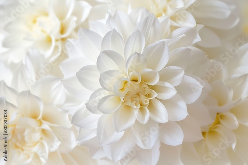 beautiful white flowers background