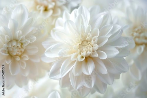 beautiful white flowers background