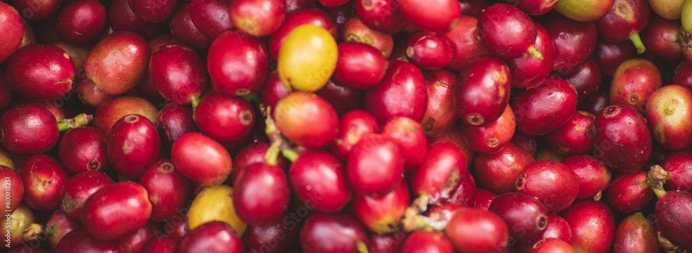 Banner coffee bean berry plant fresh seed. panoramic Ripe Red coffee tree growth green eco organic farm. Banner red ripe seed robusta arabica berries harvest coffee garden. Coffee bean tree copy space Banner coffee bean berry plant fresh seed. panoramic Ripe Red coffee tree growth green eco organic farm. Banner red ripe seed robusta arabica berries harvest coffee garden. Coffee bean tree copy space