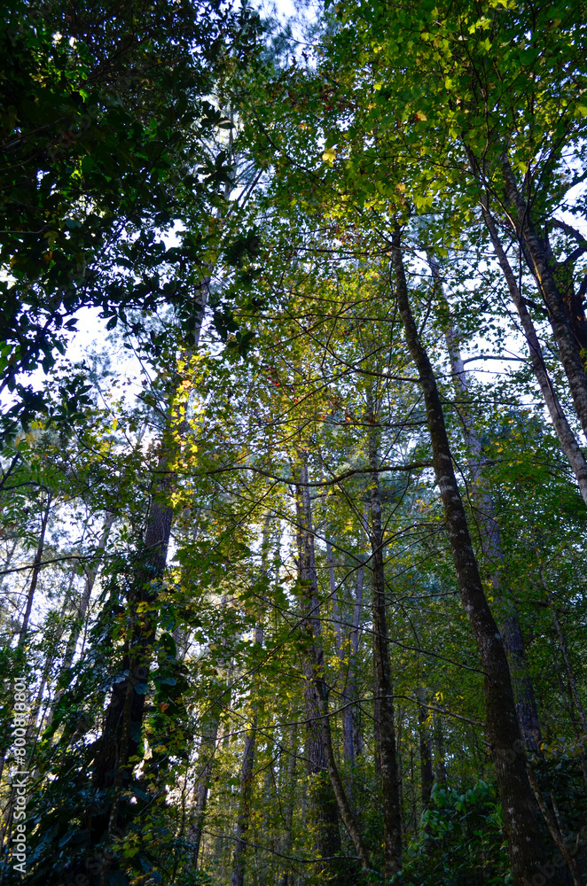 Fototapeta premium Trees in the forest of Celaque