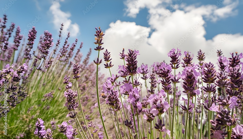 Naklejka premium lavender field with blue sky
