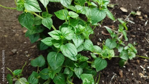 peperomia plant photo