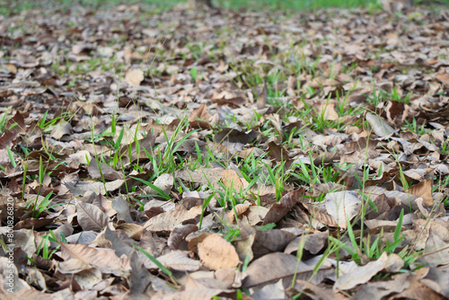 The lettering formed by leaves on the ground has dried and is interspersed with grass and garden foliage, indicating winter's arrival.