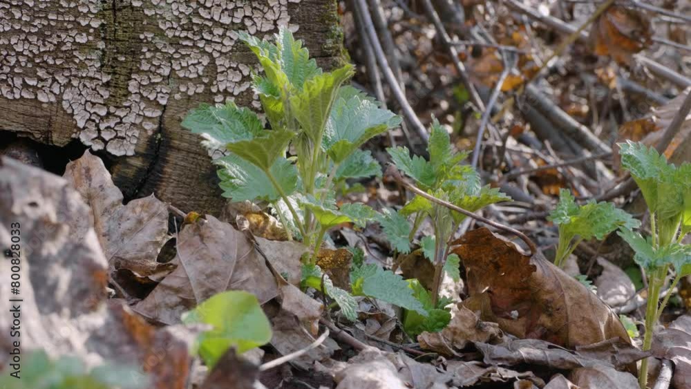 Southern Urals, shoots of common nettle (Urtica dioica) in early spring in the forest. Southern Urals, shoots of common nettle (Urtica dioica) in early spring in the forest.