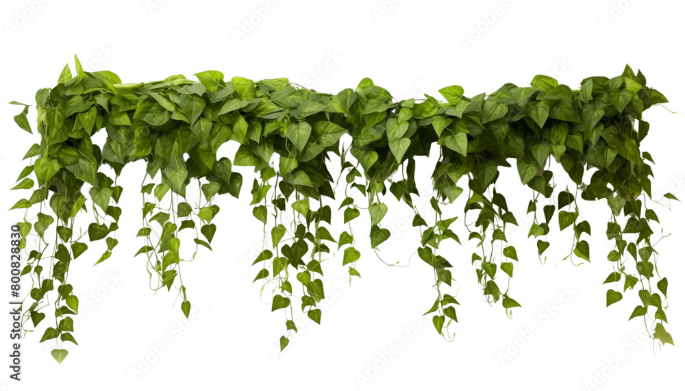 Lush green hanging ivy foliage isolated on a white background, depicting a natural and serene ambiance. Generative AI Lush green hanging ivy foliage isolated on a white background, depicting a natural and serene ambiance. Generative AI