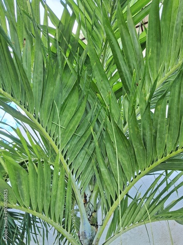 palmeira de folhas verdes photo