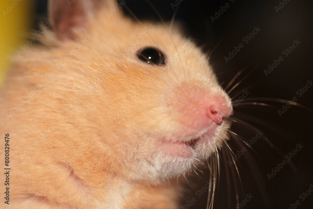 Obraz premium Close-up of an adorable golden hamster