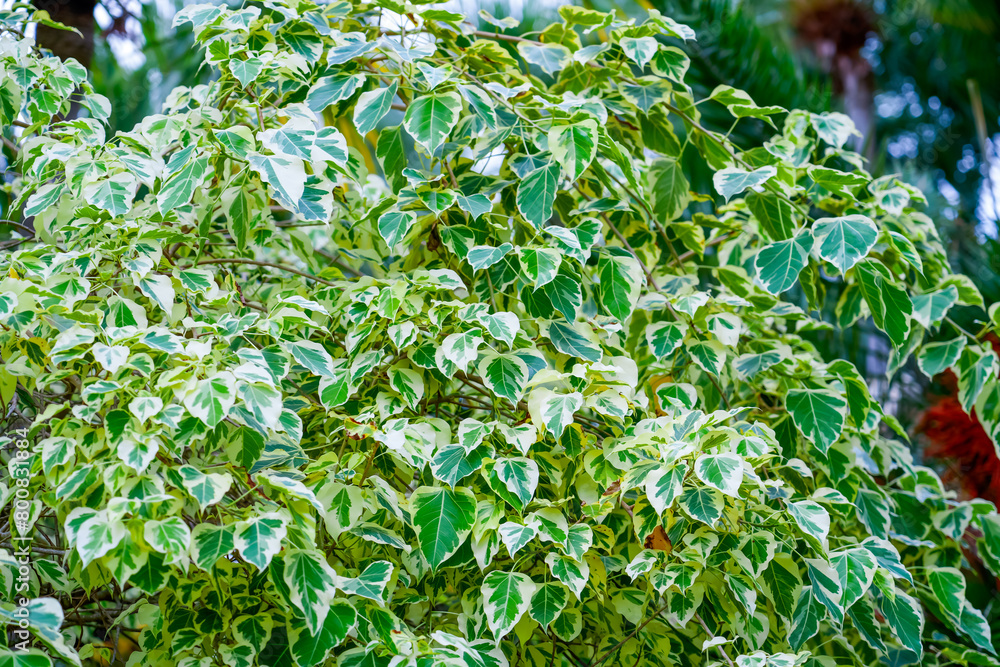 ficus rumphi variegata in a tropical garden