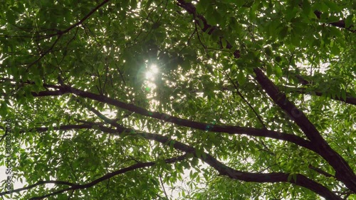 風に揺れる葉の間からキラキラと降り注ぐ初夏の太陽の光 photo