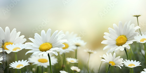 white and yellow flowers growing in a garden fragrant beauty background