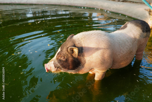 A pig in the farm. group of mammal waiting feed. swine in the stall.  photo