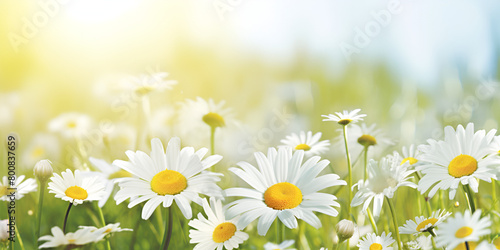 white and yellow flowers growing in a garden spring decoration on a blurred background