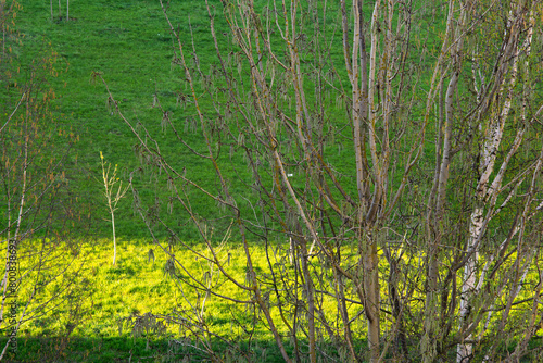 tree branches on a background of green grass in sunlight