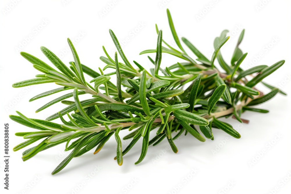 Close up studio shot of fresh green rosemary leaves on white background Close up studio shot of fresh green rosemary leaves on white background