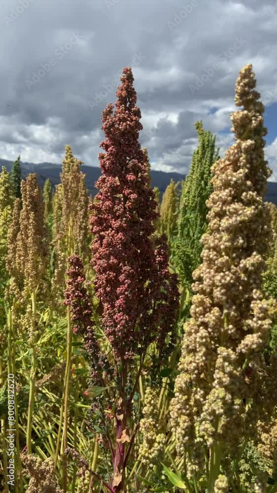 Closed video of the Quinoa plant in a landscape in the andes of peru. Closed video of the Quinoa plant in a landscape in the andes of peru.