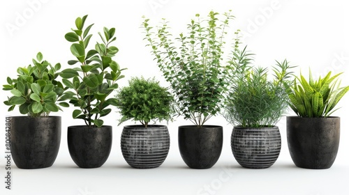 Collection of potted indoor houseplants in black decorated pots.