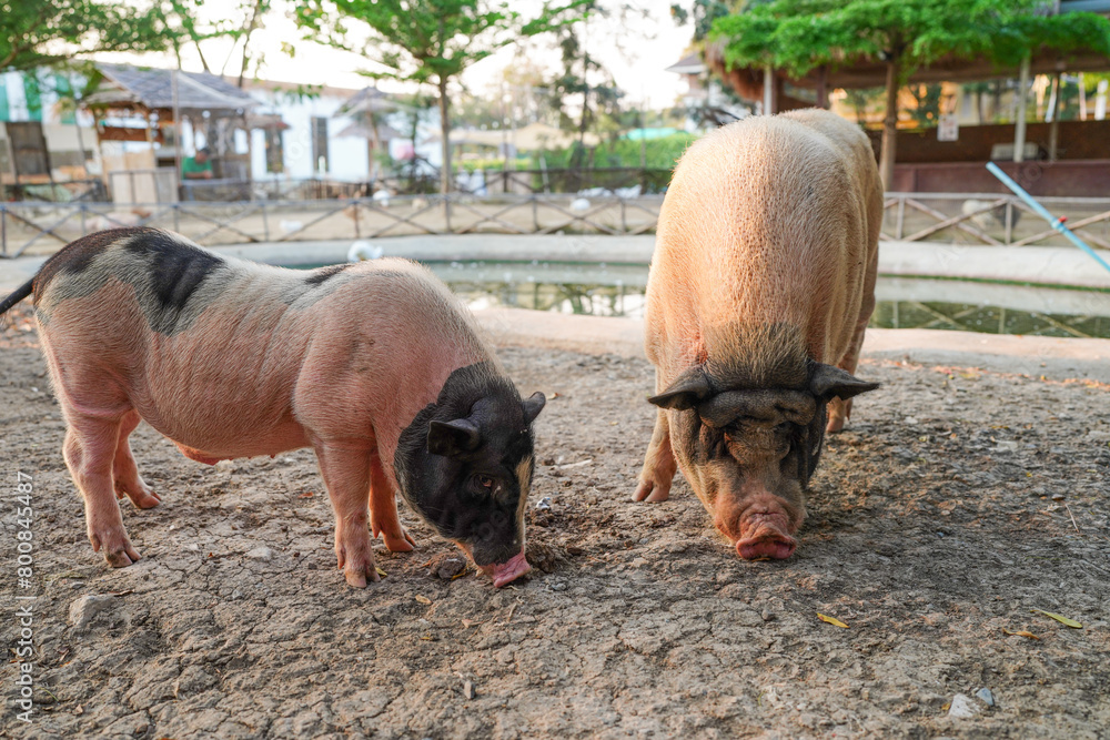 A pig in the farm. group of mammal waiting feed. swine in the stall. A pig in the farm. group of mammal waiting feed. swine in the stall.