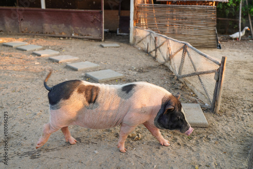 A pig in the farm. group of mammal waiting feed. swine in the stall.  photo