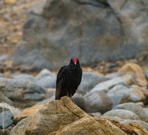 Red-headed Vulture standing on a rock. Atacama Desert, Antofagasta, Chile