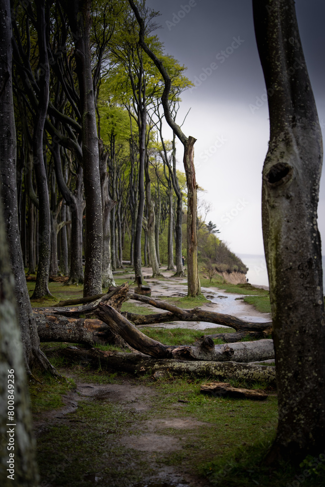 trees in the forest