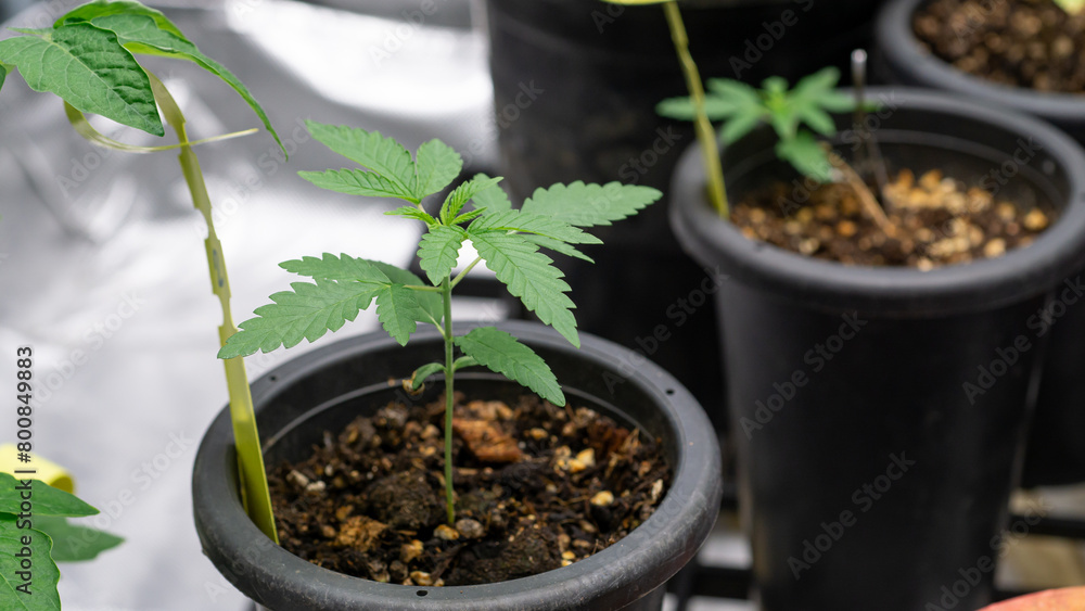 Marijuana at 2 weeks old, past kindergarten age Ready to move to a new, larger pot. For further growth, you can fertilize as usual. Because the tree is strong Marijuana at 2 weeks old, past kindergarten age Ready to move to a new, larger pot. For further growth, you can fertilize as usual. Because the tree is strong
