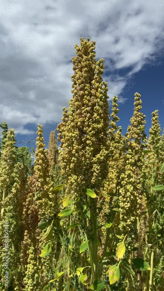 Closed video of the Quinoa plant in a landscape in the andes of peru. Closed video of the Quinoa plant in a landscape in the andes of peru.