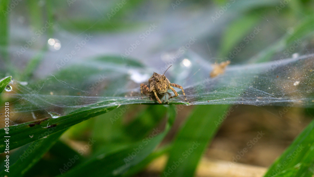Grasshopper caught in spider's web Grasshopper caught in spider's web