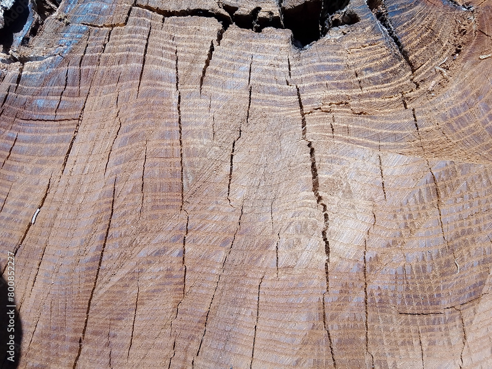 Fototapeta premium Intricate Wooden Textures