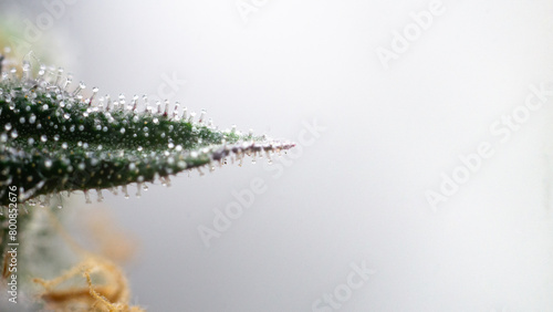 Foto Marijuana flower trichomes in beautiful, crystal-like moments.