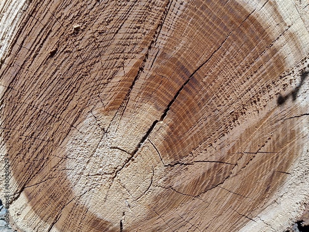 Fototapeta premium Intricate Wooden Textures