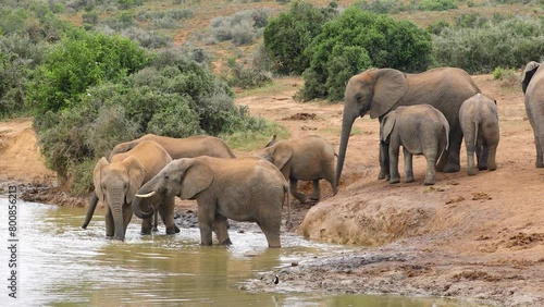 African elephant herd (Loxodonta africana) at a waterhole, Addo Elephant National Park, South Africa