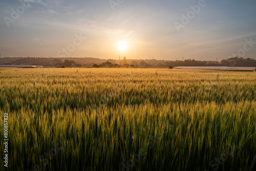 朝陽に染まる金色の小麦畑
 photo