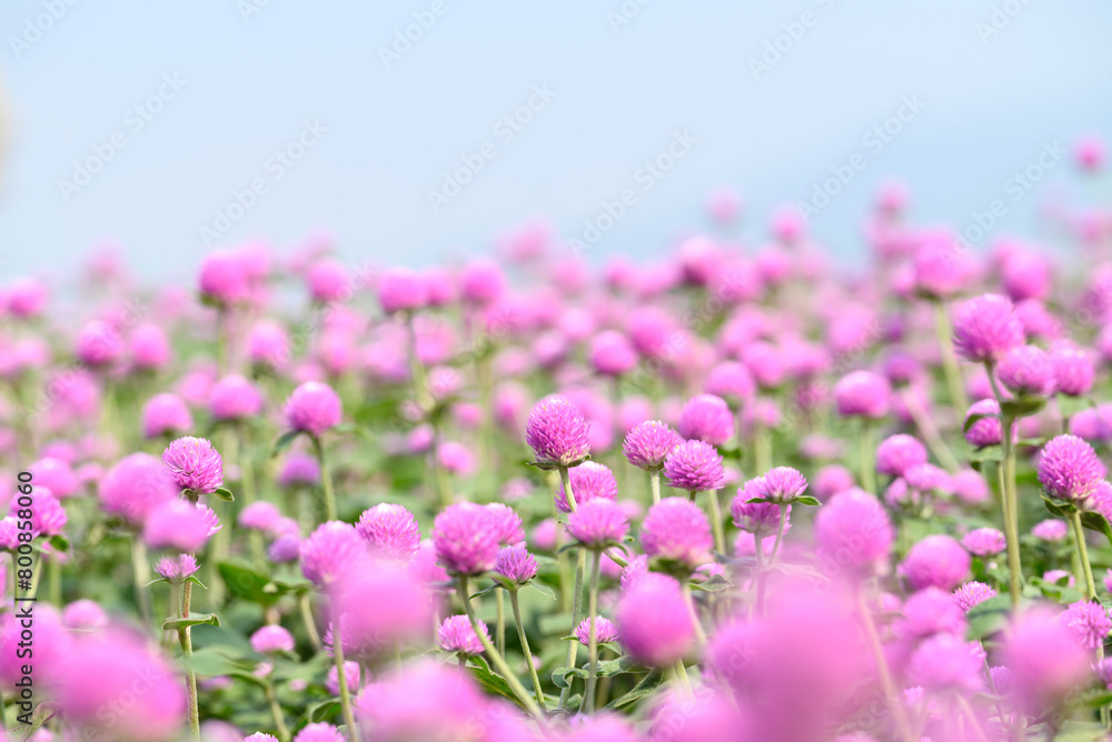 Naklejka premium Pink Globe Amaranth flowers (Gomphrena globosa) blooming in garden, Summer season,Tropical flower background