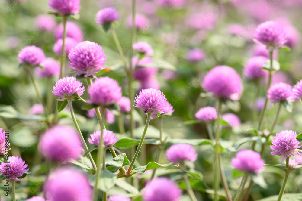 Pink Globe Amaranth flowers (Gomphrena globosa) blooming in garden, Summer season,Tropical flower background Pink Globe Amaranth flowers (Gomphrena globosa) blooming in garden, Summer season,Tropical flower background