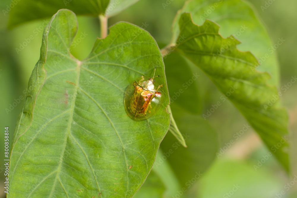 Charidotella sexpunctata, the golden tortoise beetle, is a species of beetle Charidotella sexpunctata, the golden tortoise beetle, is a species of beetle