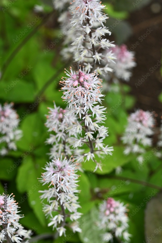 Foam flower (Tiarella) flowers. Saxifragaceae perennial plants.Many pale pink florets bloom in racemes from March to April. Foam flower (Tiarella) flowers. Saxifragaceae perennial plants.Many pale pink florets bloom in racemes from March to April.